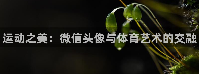 JJB竞技宝官方正版app集团官网首页网址：运动之美：微信头